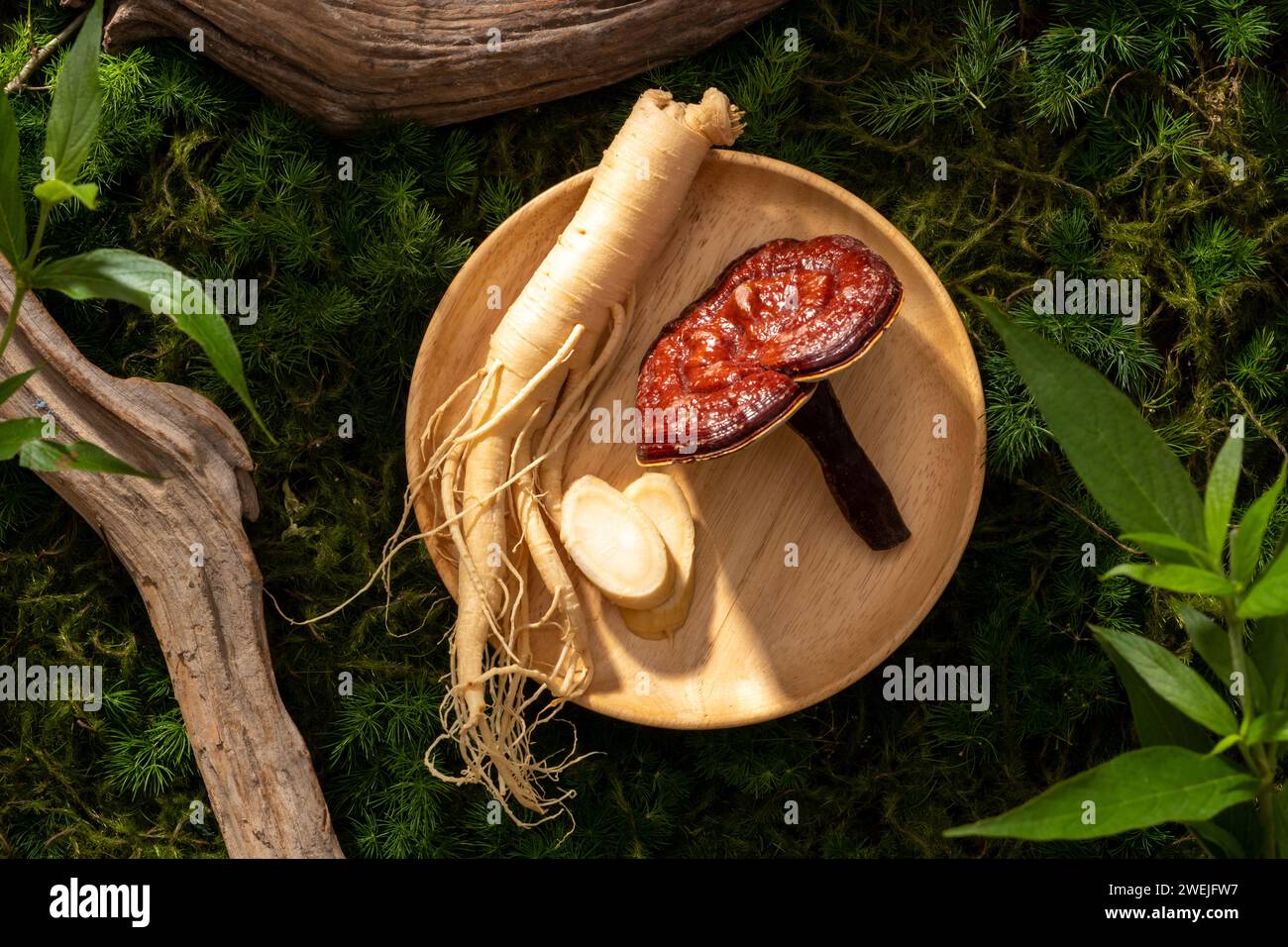 Szene für Werbemittel mit pflanzlicher Arzneimittelzutat. Ginseng-Wurzel und Reishi-Pilze auf rundem Holz, Zweige und Blätter auf grünem Moosrücken Stockfoto