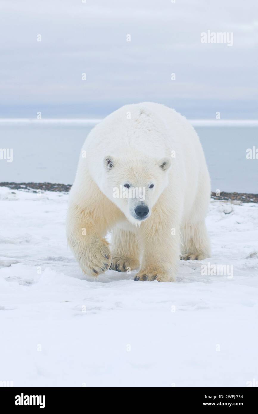 Eisbär, Ursus maritimus, neugieriger junger Bär nähert sich auf dem sich neu bildenden Packeis, während er auf Herbstfrieren wartet, 1002 ANWR Alaska Stockfoto