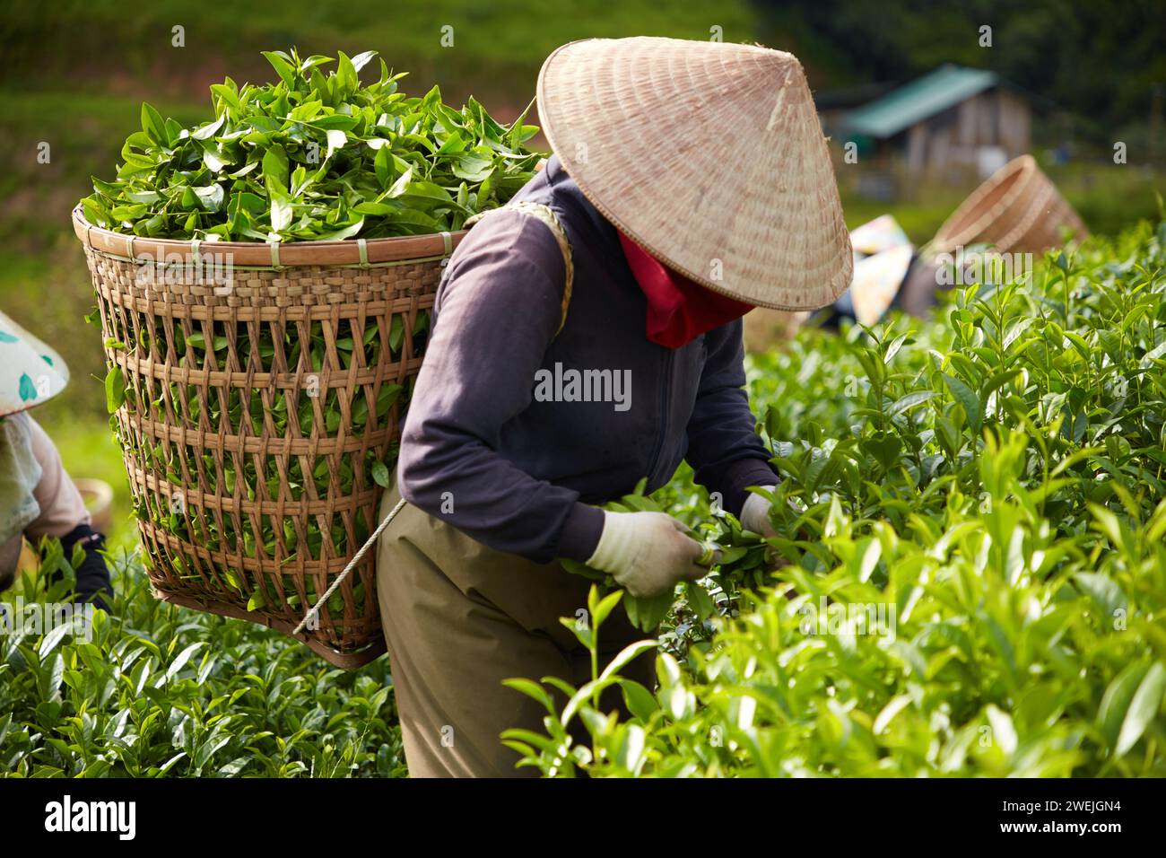 Eine Szene, in der Bauern von Hand grünen Tee ernten, trägt sie auf ihrem Rücken einen Bambuskorb, der mit frisch geernteten Teeknospen gefüllt ist. Kopierbereich Stockfoto