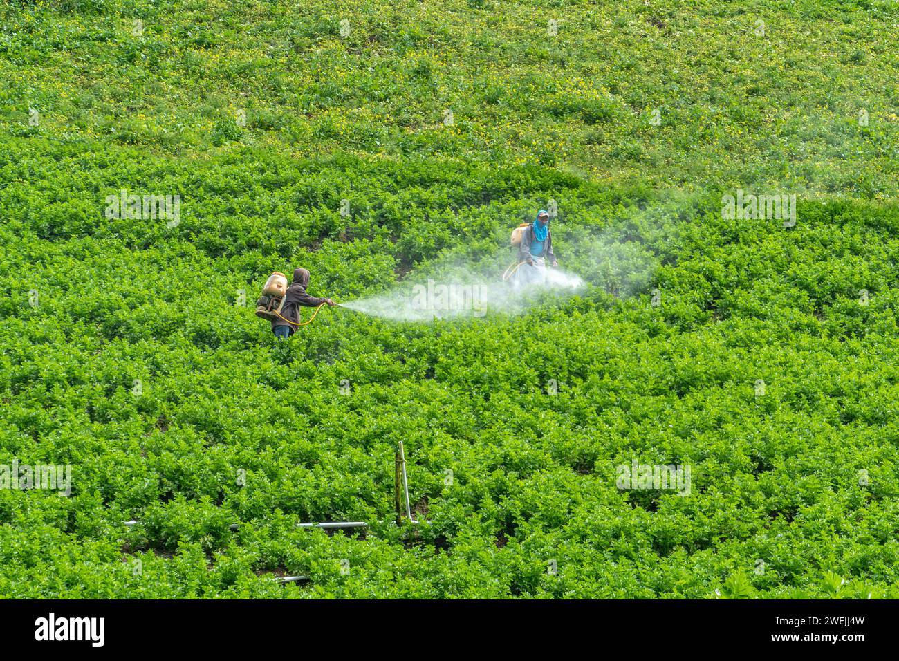 Cartago, Panama - 9. Dezember 2022: Landarbeiter verwenden chemische Schädlingsbekämpfung als Spray, um die Plantage von.Pests zu schützen. Stockfoto