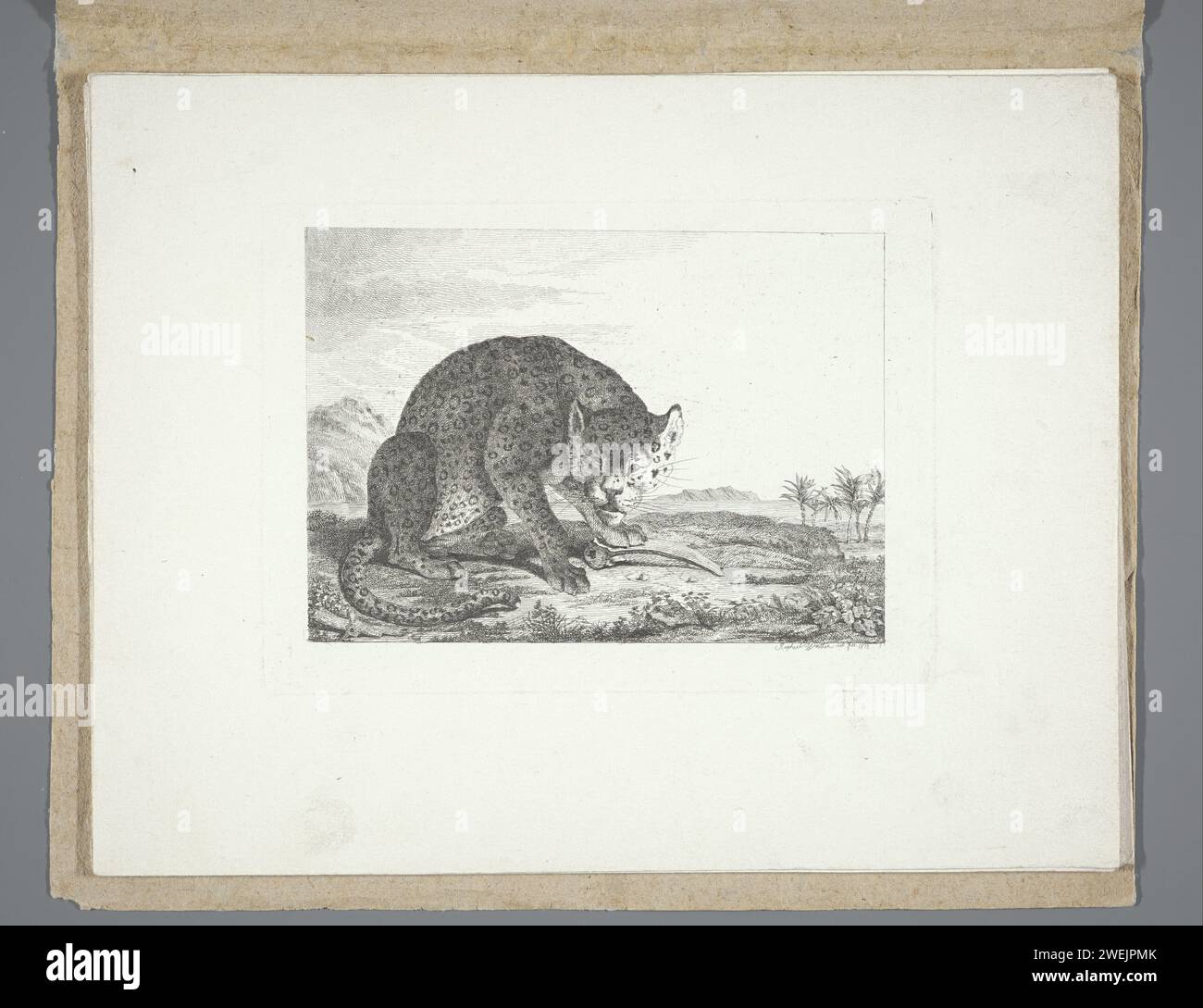 Sitzende Katze (Leopard?) Mit Bot, 1813 Papier, die Raubtiere, Raubtiere, Leoparden Stockfoto