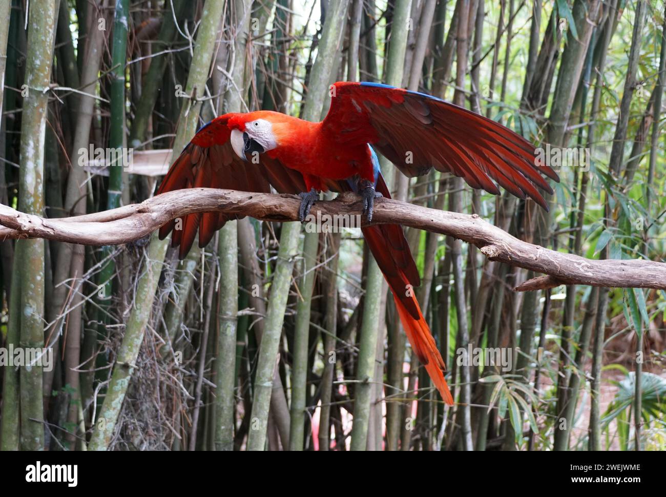 Ein wunderschöner und verspielter hellroter Scharlach-Papagei, der seine Flügel spreizt Stockfoto