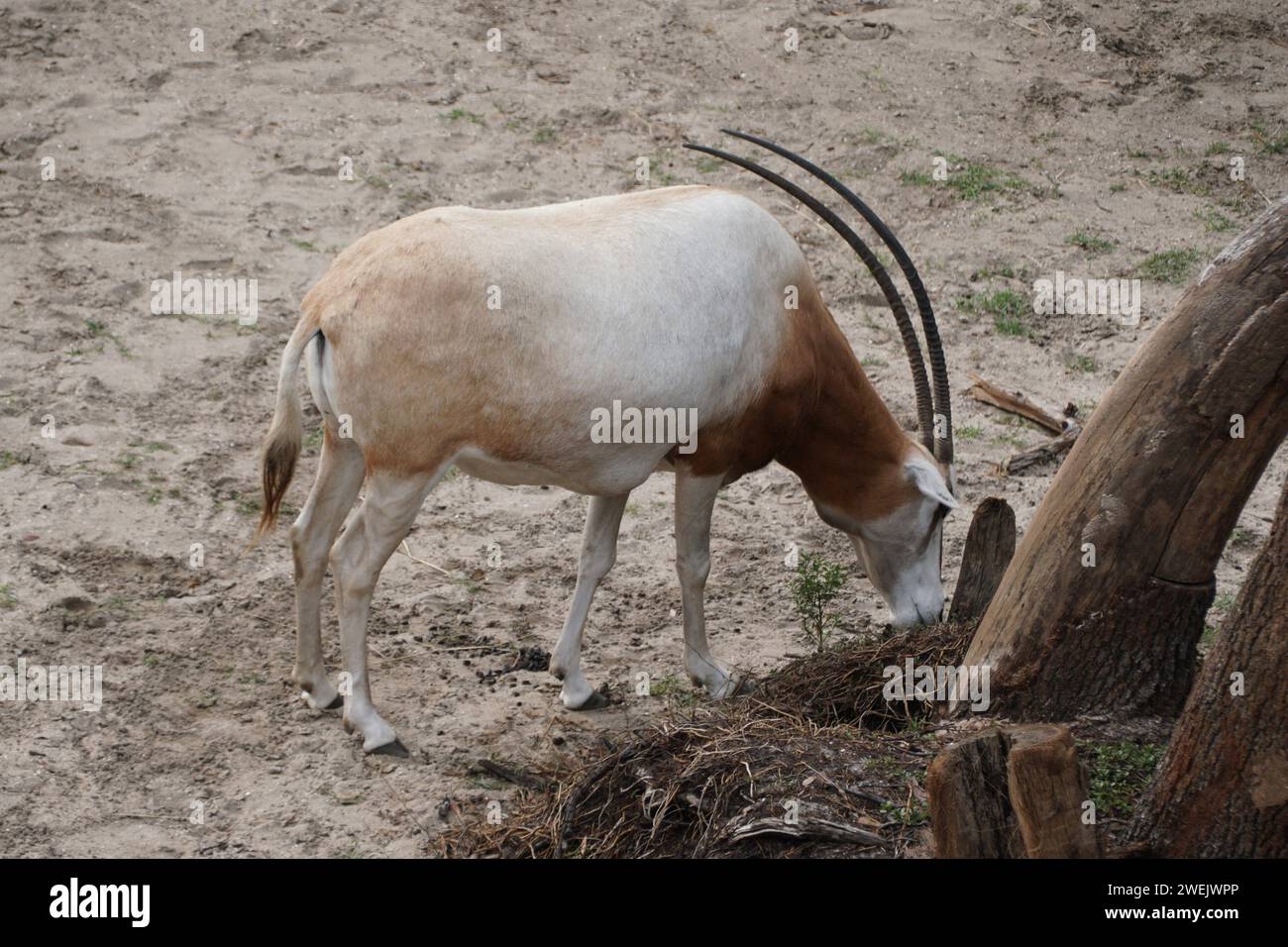 Nahaufnahme der Scimitar Oryx, eine geradhörnliche Antilope aus Nordafrika Stockfoto