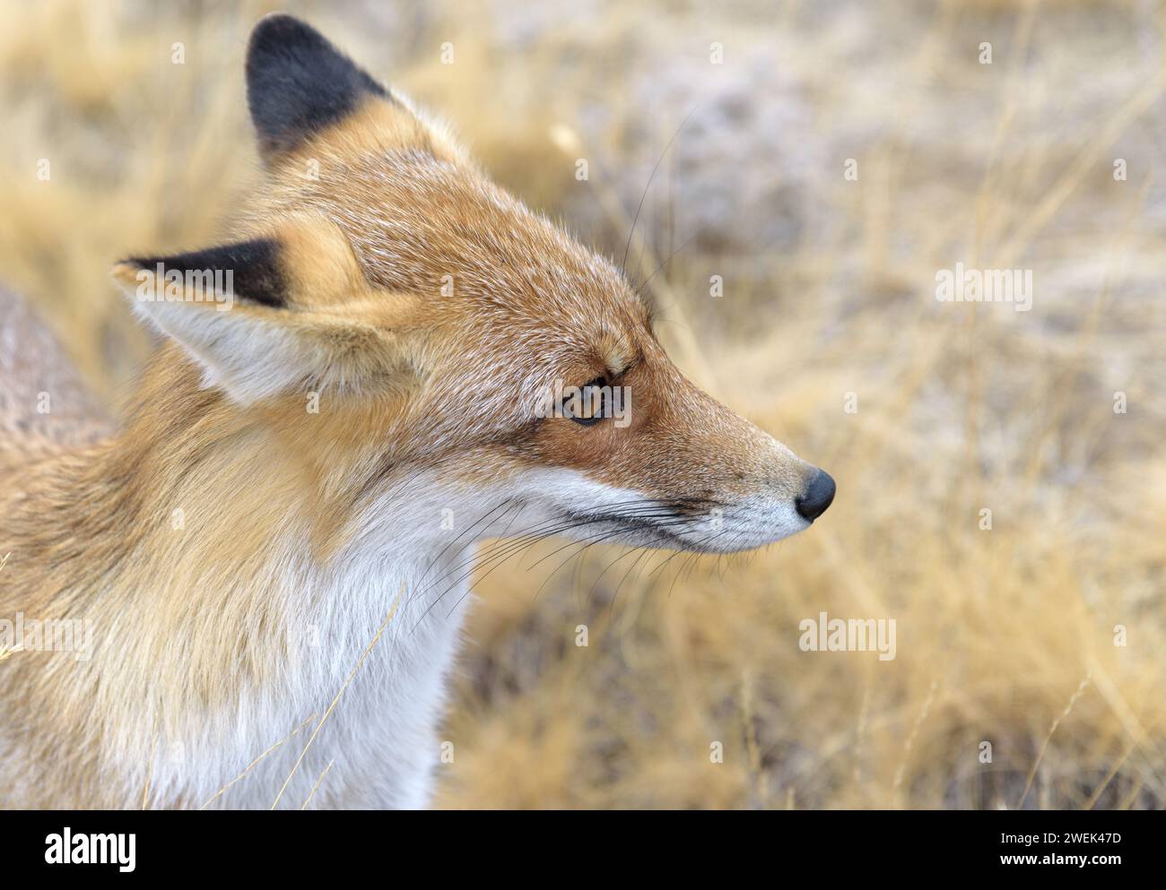 Steppe Fox schaut in die Ferne. Stockfoto