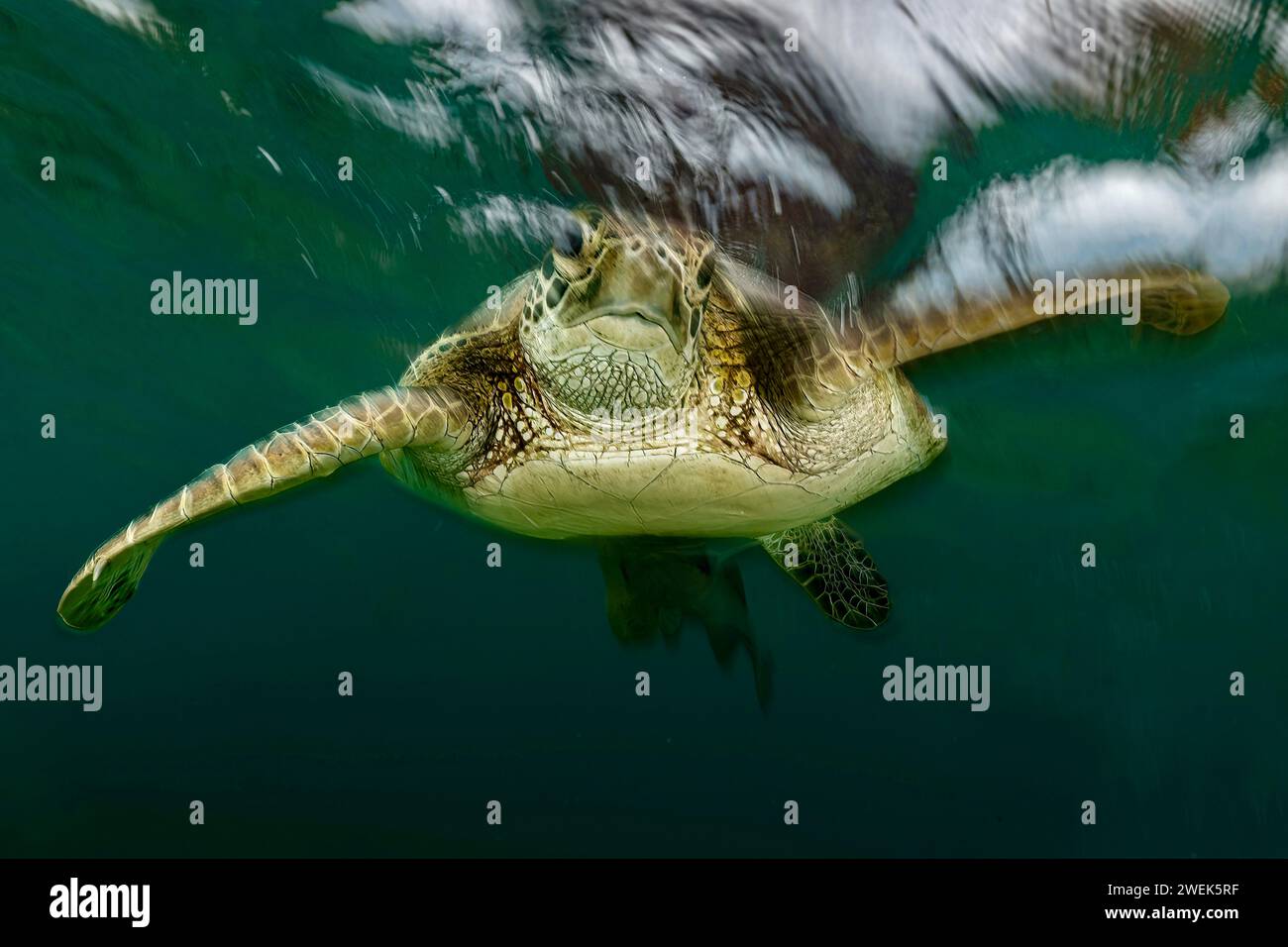 Grüne Schildkröte der Lagune von Mayotte schwimmt über dem Seegras des Ngouja Strandes Stockfoto