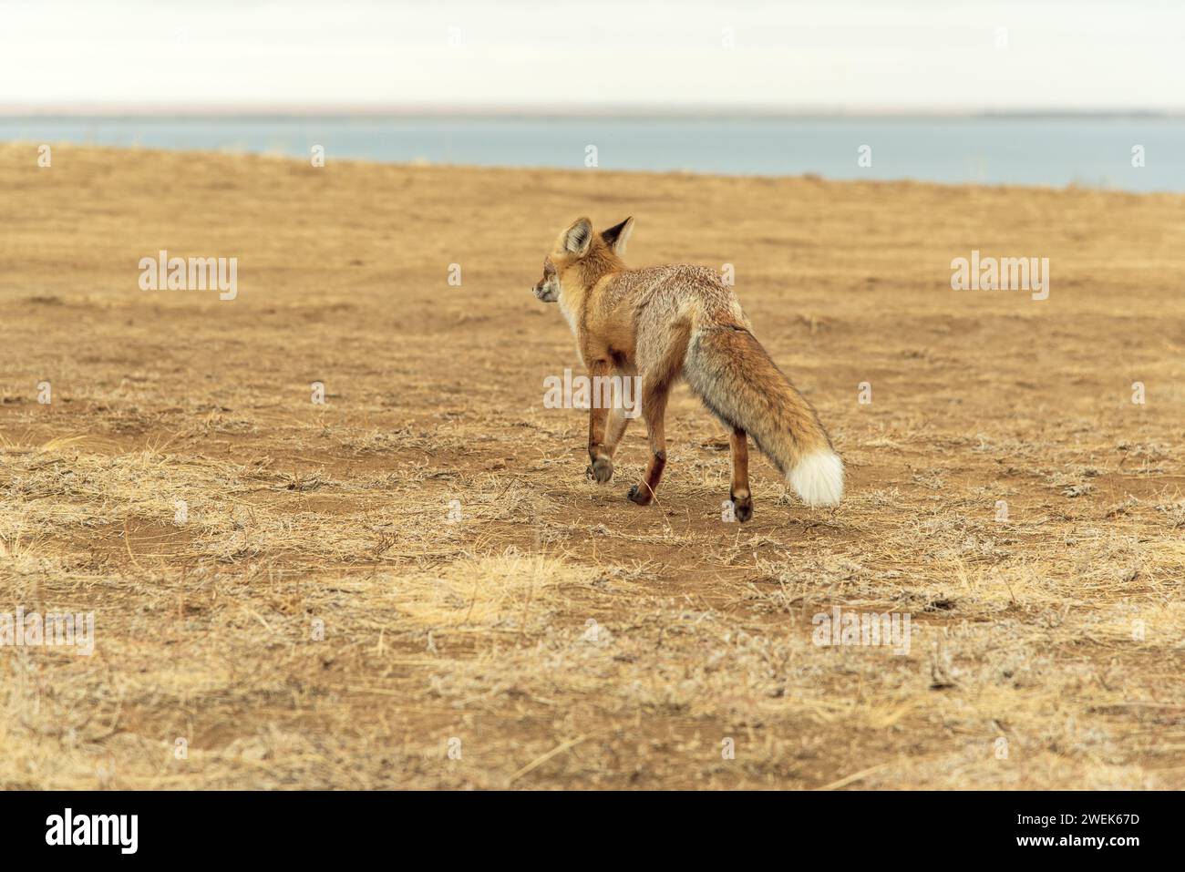 Rotfuchs geht zum Wasserloch. Stockfoto