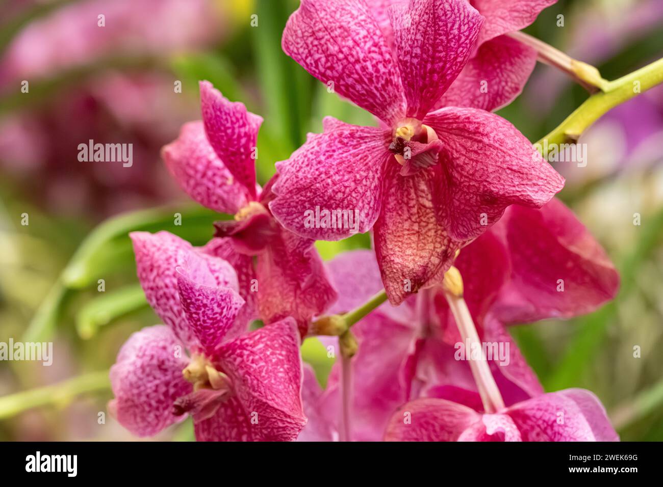 Im Orchid Display House des Fuqua Orchid Center im Atlanta Botanical Garden in Midtown Atlanta, Georgia, werden wunderschöne Orchideen ausgestellt. (USA) Stockfoto