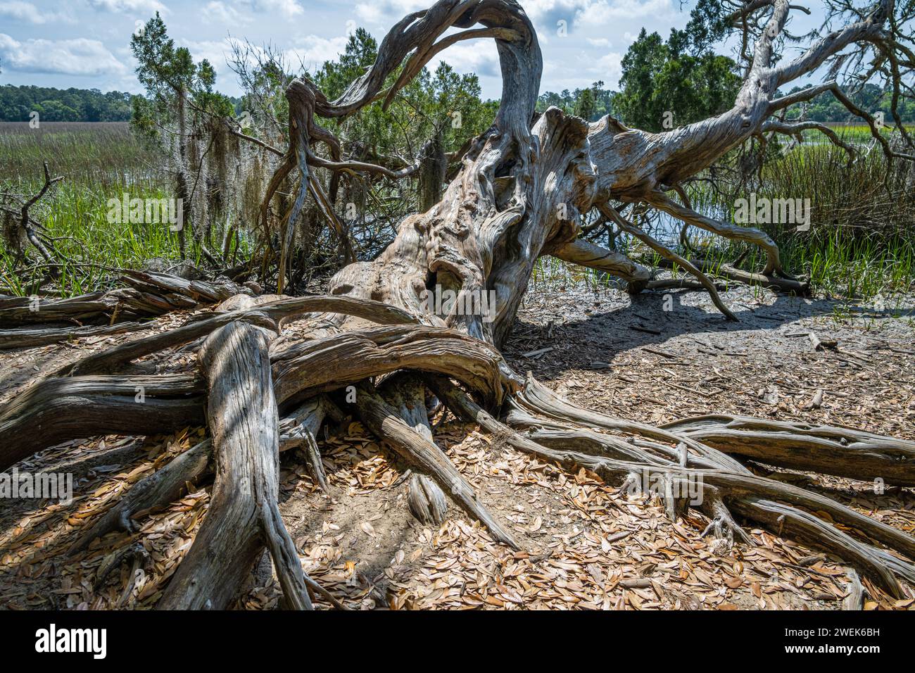 Verdrehte Baumwurzeln und Gliedmaßen entlang des Jones Narrows Sumpfes an der Wormsloe State Historic Site in Savannah, Georgia. (USA) Stockfoto