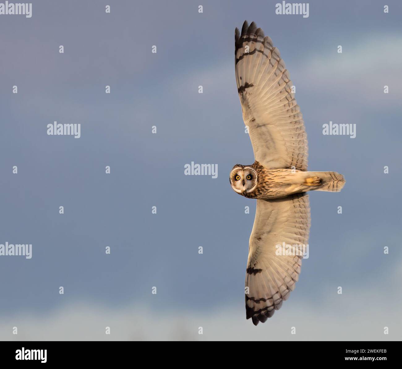 Eine sehr große Eule - seltene Kurzohr-Eule (Asio Flammeus), die in Großbritannien gesehen wird Stockfoto