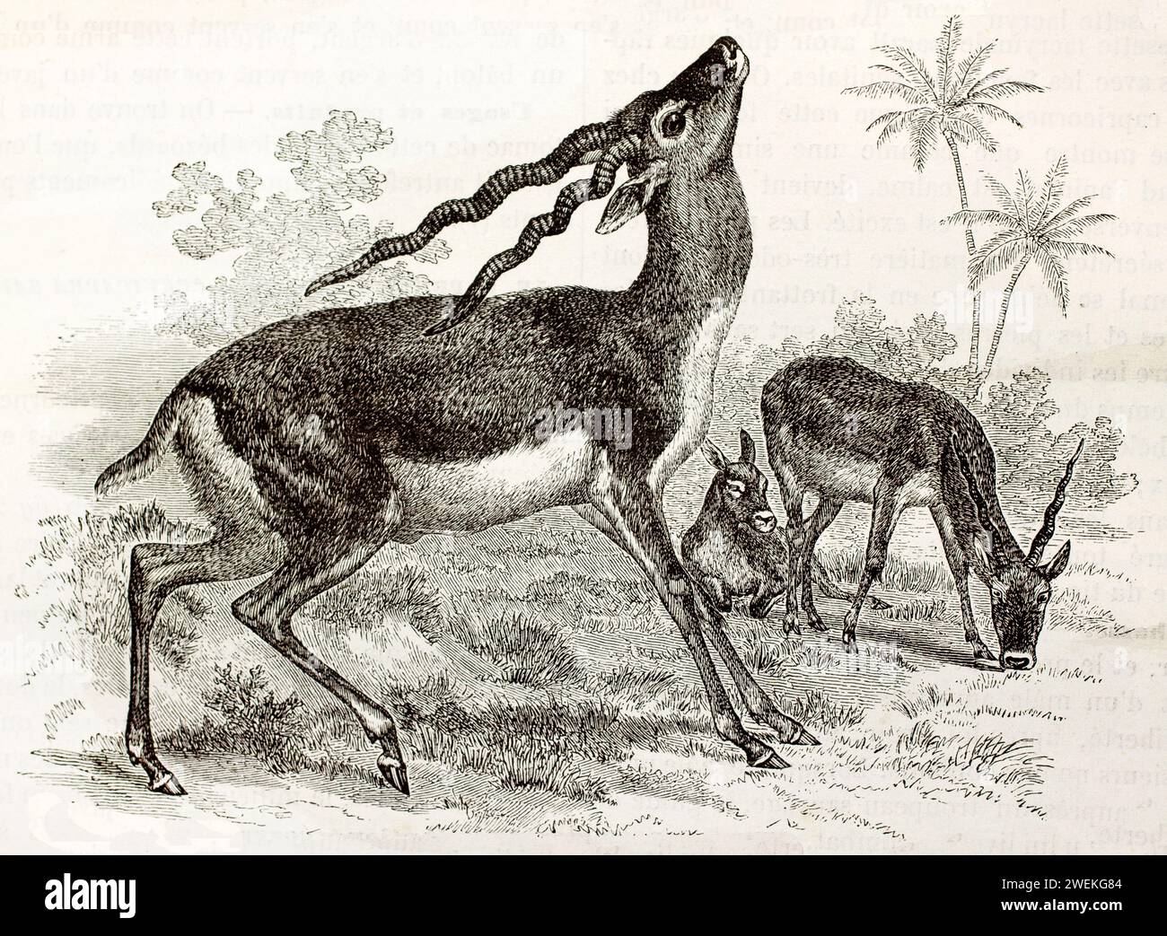 Blackbucks mit verdrehten Spitzhörnern in einer Dschungel-Umgebung. Schlanke antilopenartige Hirsche im Profil inmitten üppiger Vegetation. Antike Illustration, 1878. Stockfoto