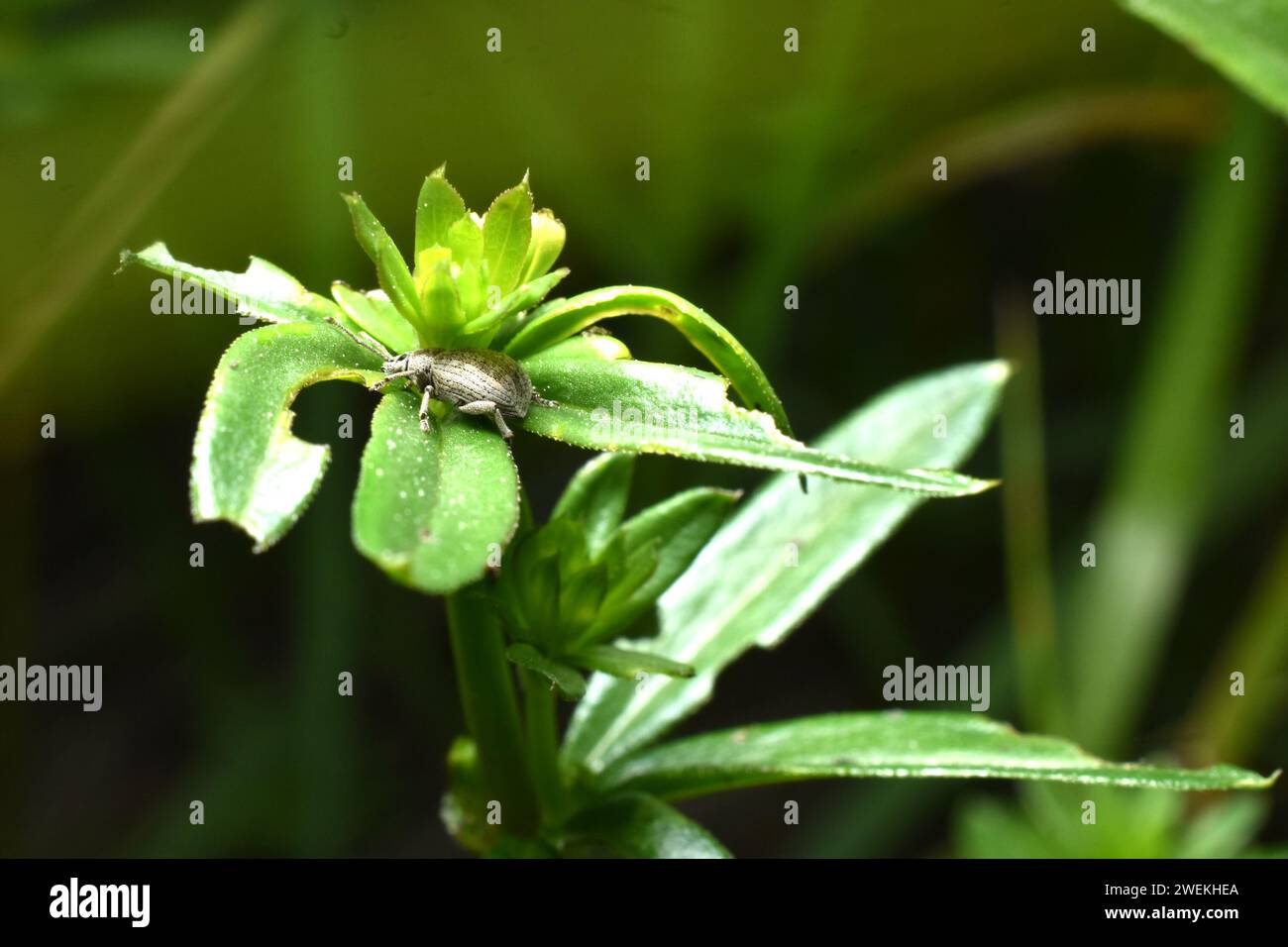 Unter den grünen Blättern der Pflanze verbirgt sich ein schädlicher grauer Käfer. Stockfoto