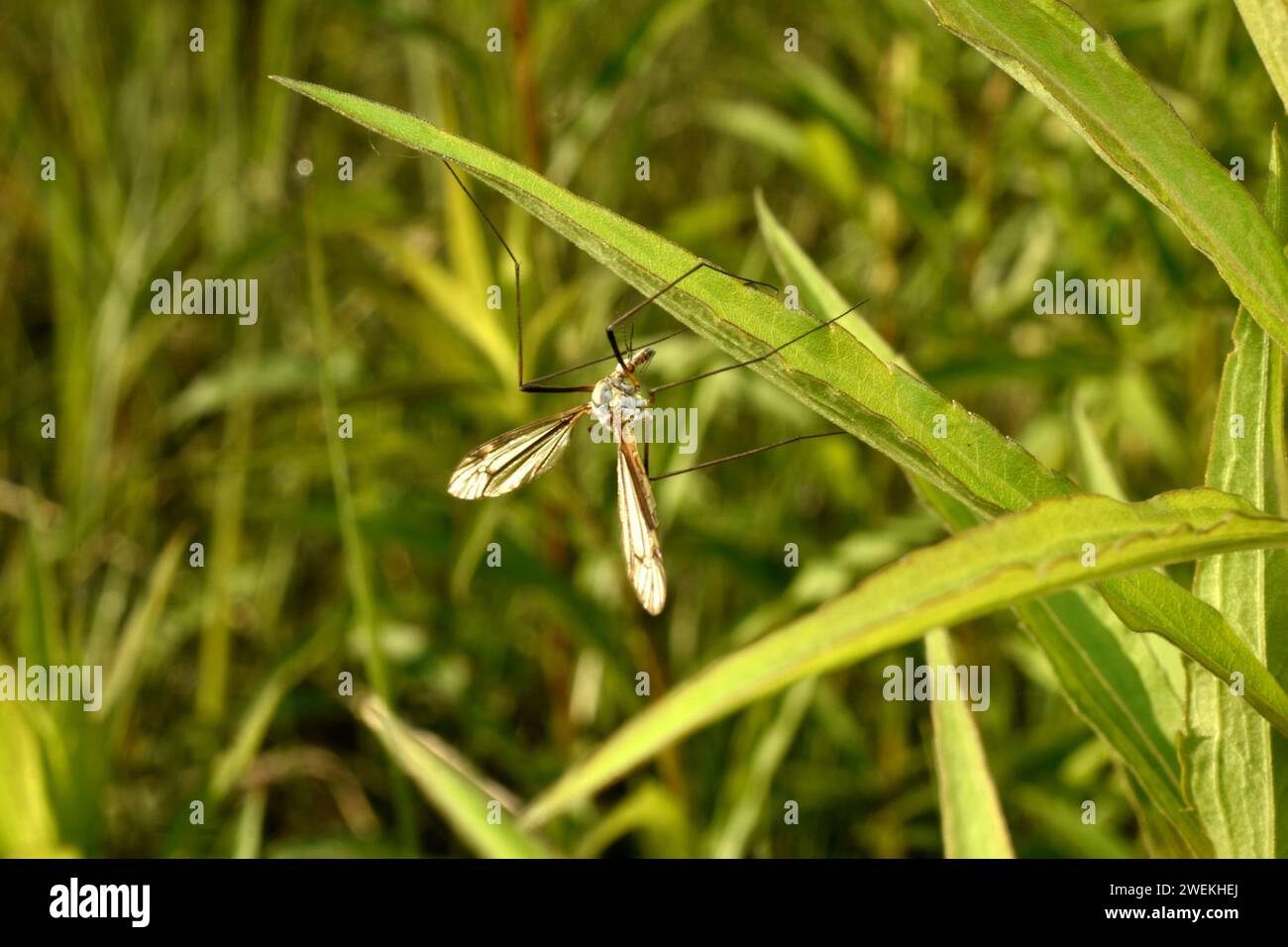 Eine langbeinige Mücke, die grau-braun gefärbt ist, liegt auf einem Grasblatt. Stockfoto