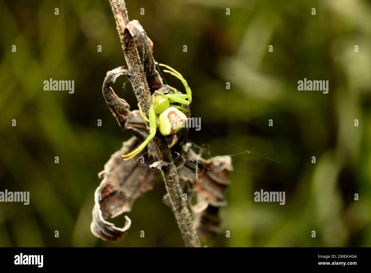 Eine grüne Blumenspinne jagt auf trockenem Gras. Stockfoto