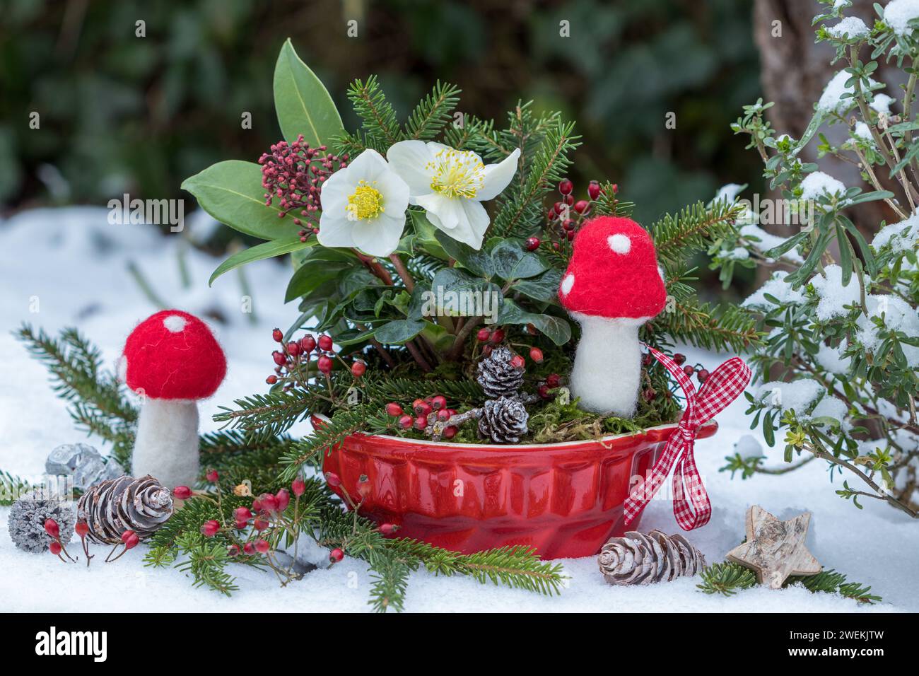 silvester-Arrangement mit helleborus niger in Topf, Filzfliegenpilz und Kegel Stockfoto