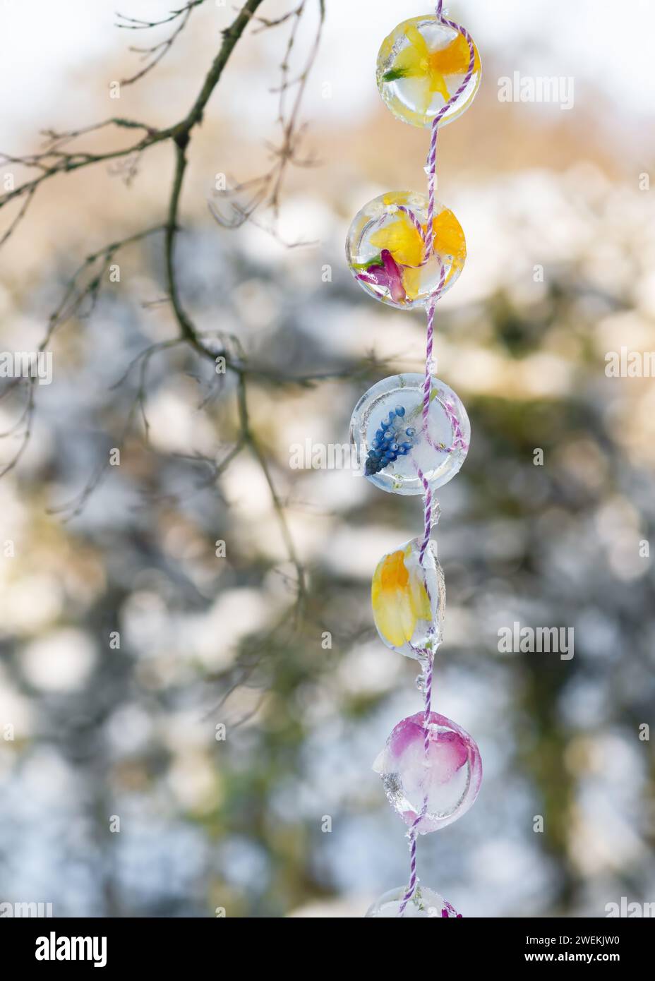 Winter Outdoor Eisgirlande aus verschiedenen Frühlingsblumen, die draußen in einem schneebedeckten Wintergarten an einem Baum hängen. Selektiver Fokus. Kopie sp Stockfoto