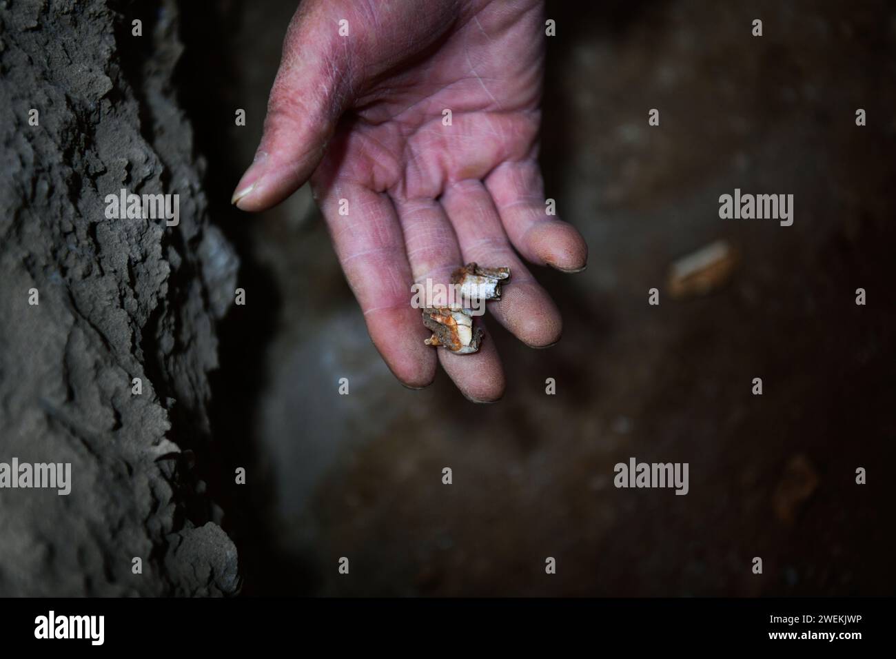 (240126) -- PEKING, 26. Jan. 2024 (Xinhua) -- dieses Foto vom 24. Jan. 2024 zeigt archäologische Proben, die von Chuandong Site in Puding County, Provinz Guizhou im Südwesten Chinas, gefunden wurden. Große Mengen von Artefakten aus Stein, Knochen und Horn wurden auf der Chuandong Site im Puding County in der Provinz Guizhou im Südwesten Chinas gefunden, was darauf hindeutet, dass die prähistorische menschliche Aktivität mehr als 55.000 Jahre zurückreicht. Chuandong Site, die erstmals 1978 entdeckt wurde, soll am Ende der mittleren Paläolithik, der späten Paläolithik und der Neolithik existierten. Über t Stockfoto