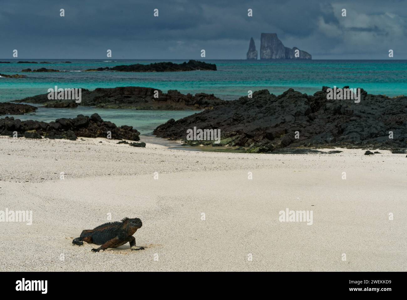 Galapagos Meeresleguan, der aus dem Meer zurückkehrt und sich jetzt am Strand aufwärmt. Mosquera Beach, Baltra Island, Galapagos Islands, Ecuador. Stockfoto