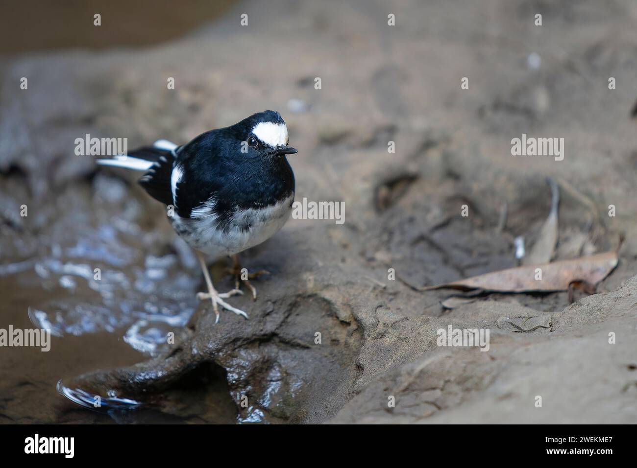 Gabelschwanzchen, Enicurus scouleri, kleiner Vogel in der Nähe des Wassers, auf der Suche nach Nahrung im Wasser, taiwan Berge Stockfoto