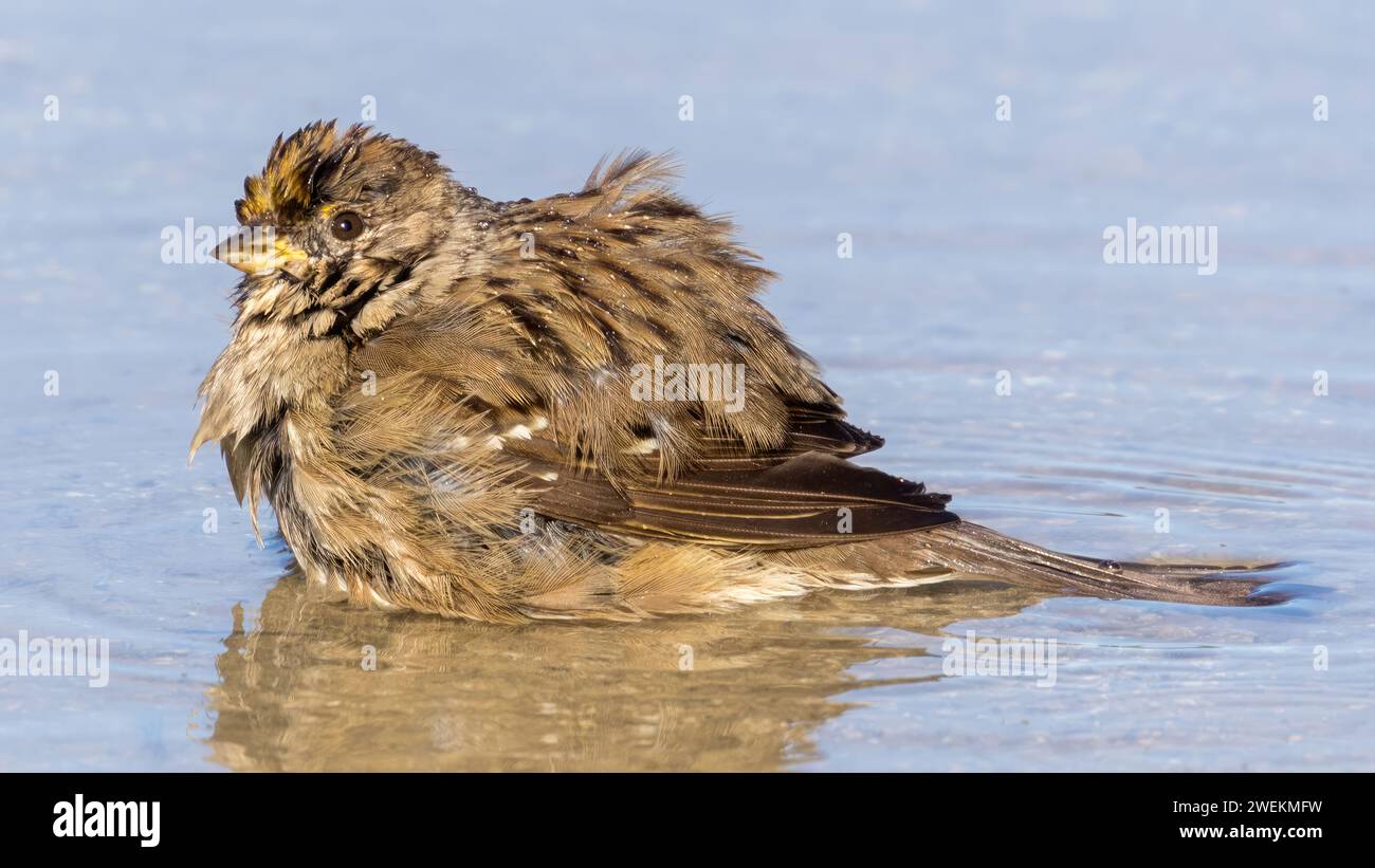 Goldener Spatzen zum Pfützen. Palo Alto Baylands, Santa Clara County, Kalifornien, USA. Stockfoto