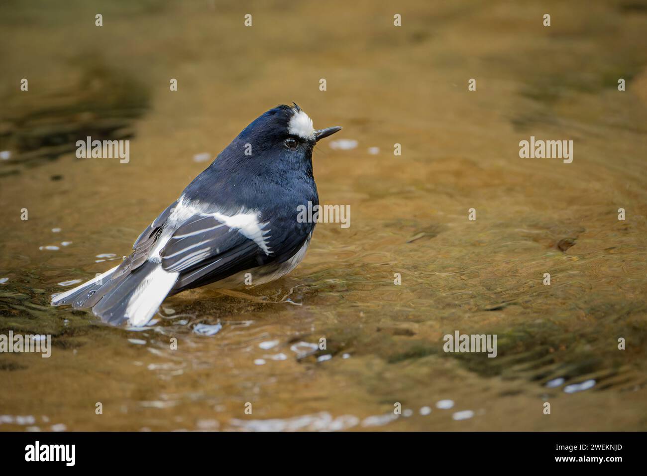 Gabelschwanzchen, Enicurus scouleri, kleiner Vogel in der Nähe des Wassers, auf der Suche nach Nahrung im Wasser, taiwan Berge Stockfoto