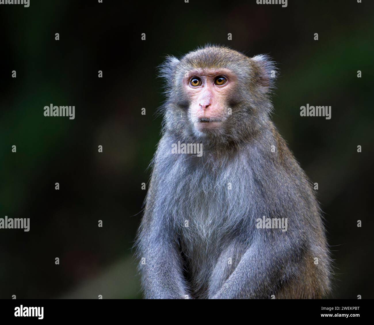 Formosan Rock Macaque, Macaca Cyclops Affen im Wald Stockfoto