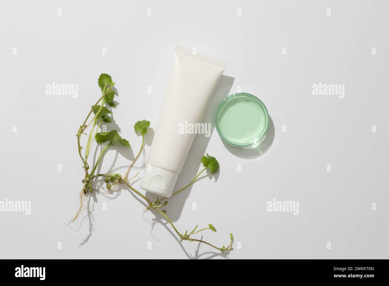 Auf weißem Hintergrund, Blätter, Stiele und Wurzeln von gotu Kola mit Petrischale und weißem Kunststoffröhrchen ohne Etikett verziert. Mockup für Kosmetik von Natur Stockfoto