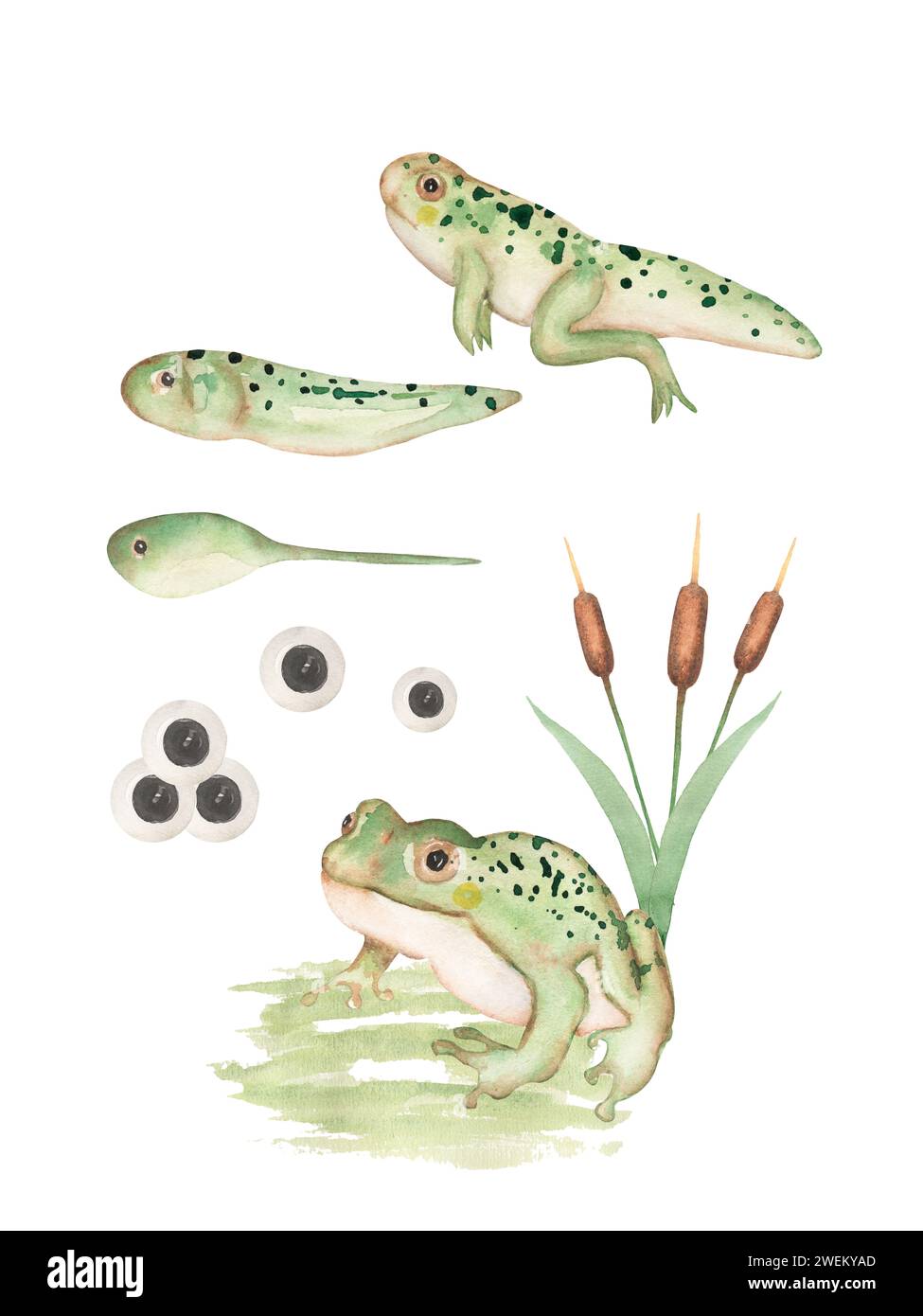 Aquarellfrosch Lebenszyklus Illustration Set, pädagogische Clipart für Kinder, niedliche Kröte Tier Clipart, Kinderzimmer Druck, Kaulquappe Homeschool Karte Clip Art, Stockfoto