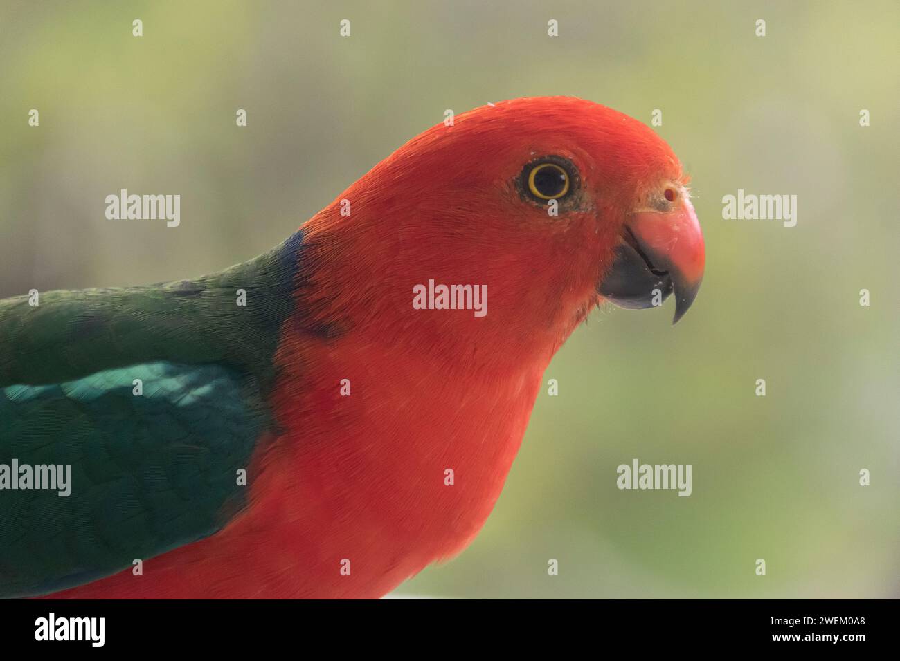 Hellroter Kopf und grüne Schultern des australischen männlichen King Parrot, Alisterus scapularis, im Profil, bei einem Besuch eines Gartens in Queensland. Stockfoto