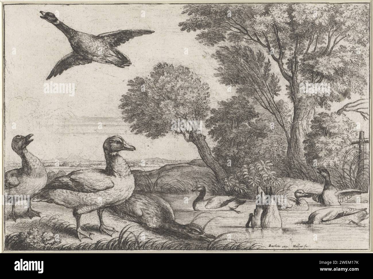 Enten, Wenceslaus Hollar, nach Francis Barlow, 1654 - 1662 drucken verschiedene Enten auf und um das Wasser. Papierätzung Wasservögel: Ente Stockfoto