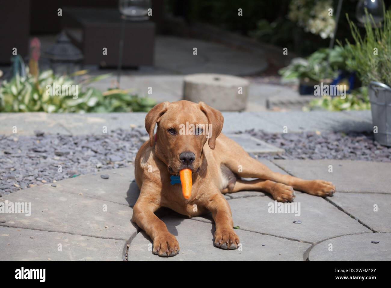 Gelber Labrador retriever Stockfoto