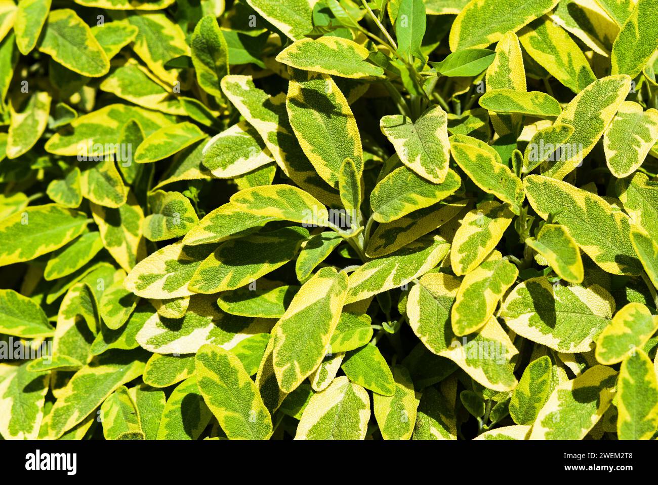 Salvia officinalis blüht im Sommergarten an einem sonnigen Tag. Stockfoto