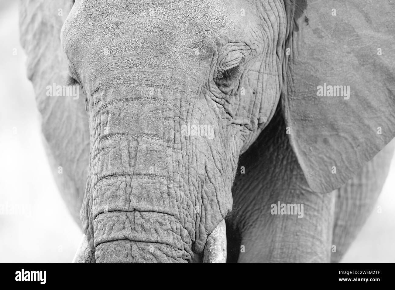 Schwarz-weiß-Porträt eines afrikanischen Elefanten. Stockfoto