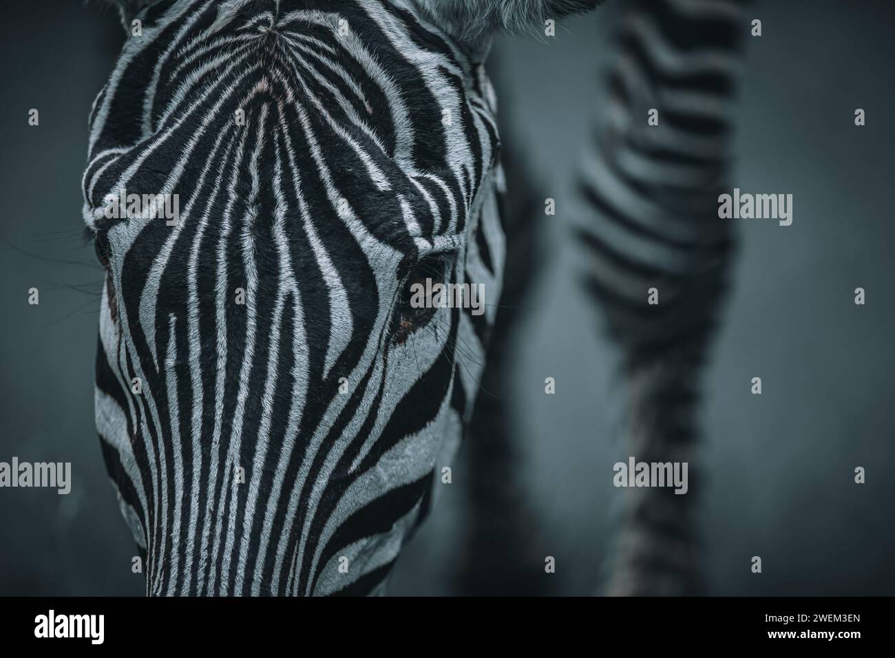 Zebra Nahaufnahme, Kenia Safari, Portrait, Amboseli Nationalpark, Kunst Stockfoto