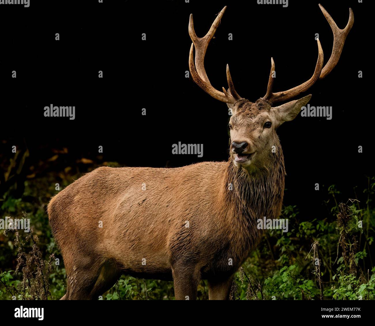 Wenn Sie glücklich sind und wissen, dass es ein Lächeln GIBT, zeigen die URKOMISCHEN BILDER eines majestätischen Rothirsches, der im Studley Royal Park in Nort eine Himbeere bläst Stockfoto