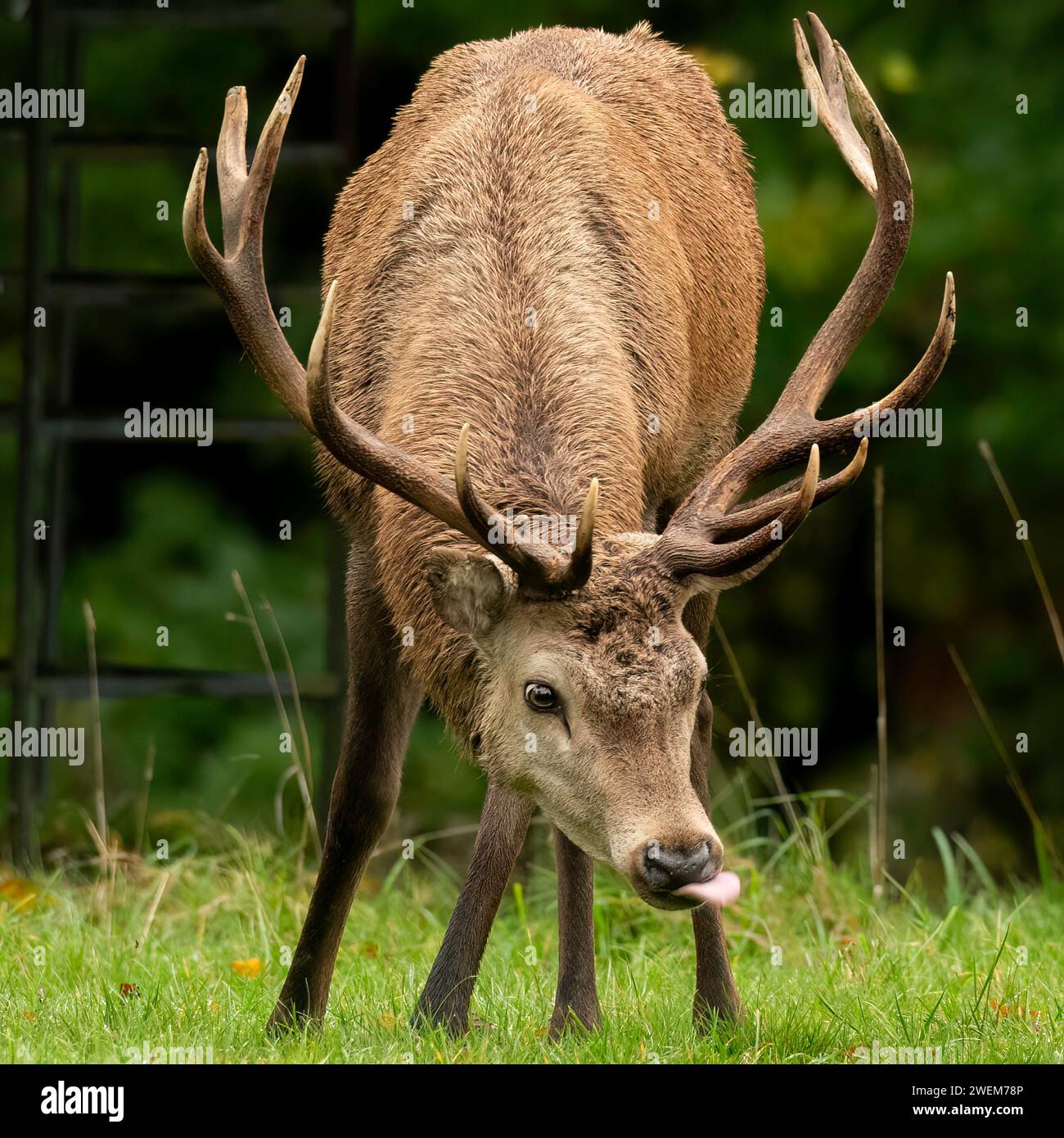 Die URKOMISCHEN BILDER zeigen einen majestätischen Rothirsch, der im Studley Royal Park in North Yorkshire eine Himbeere bläst. Stockfoto