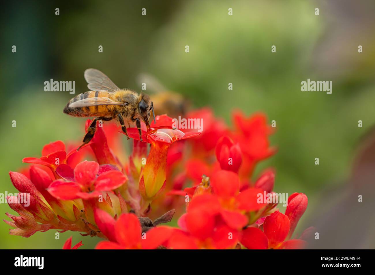 Honigbiene auf roter Blume Stockfoto