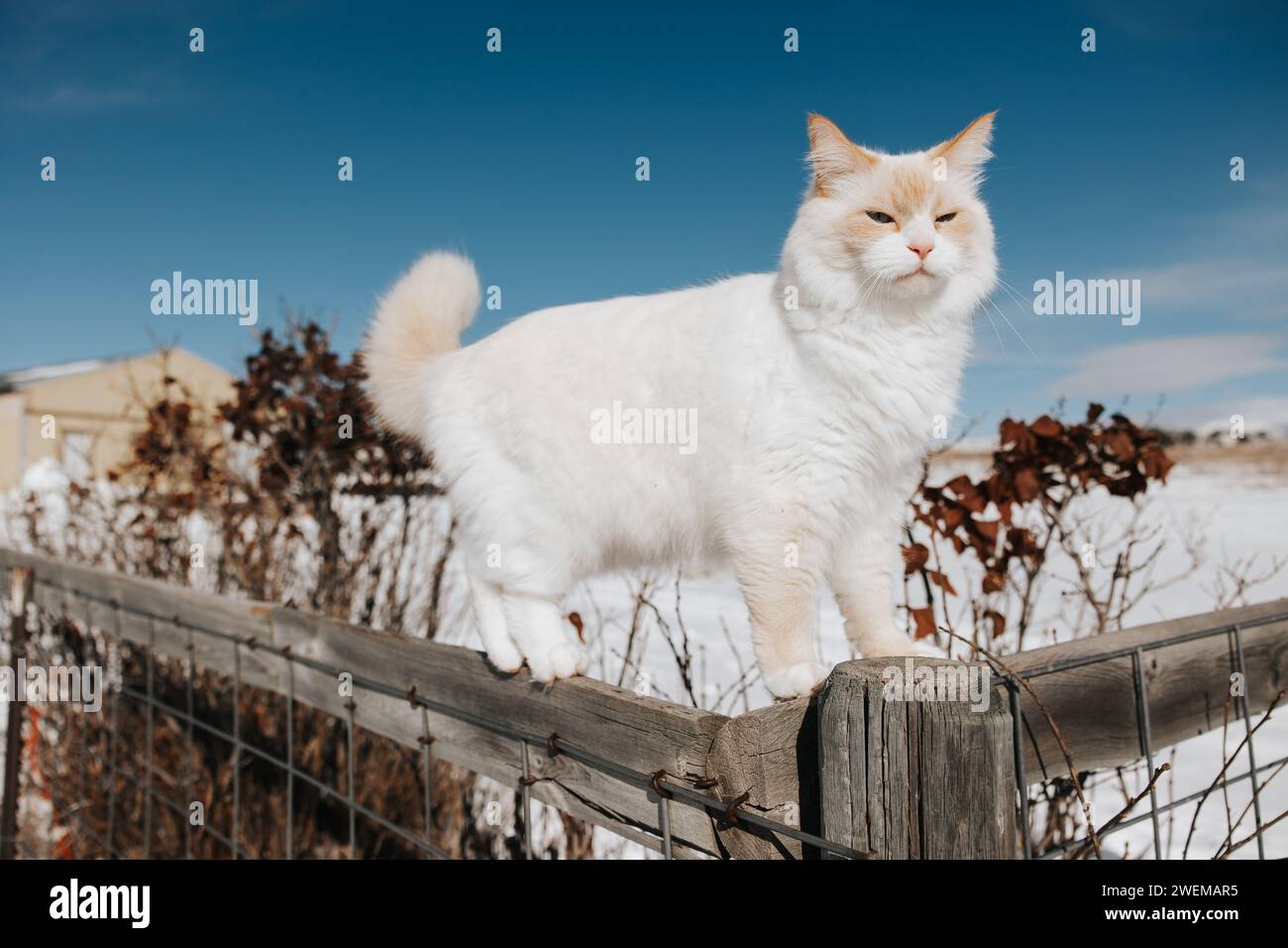 Weiße flauschige Katze klettert gerne auf einem verschneiten Zaun Stockfoto