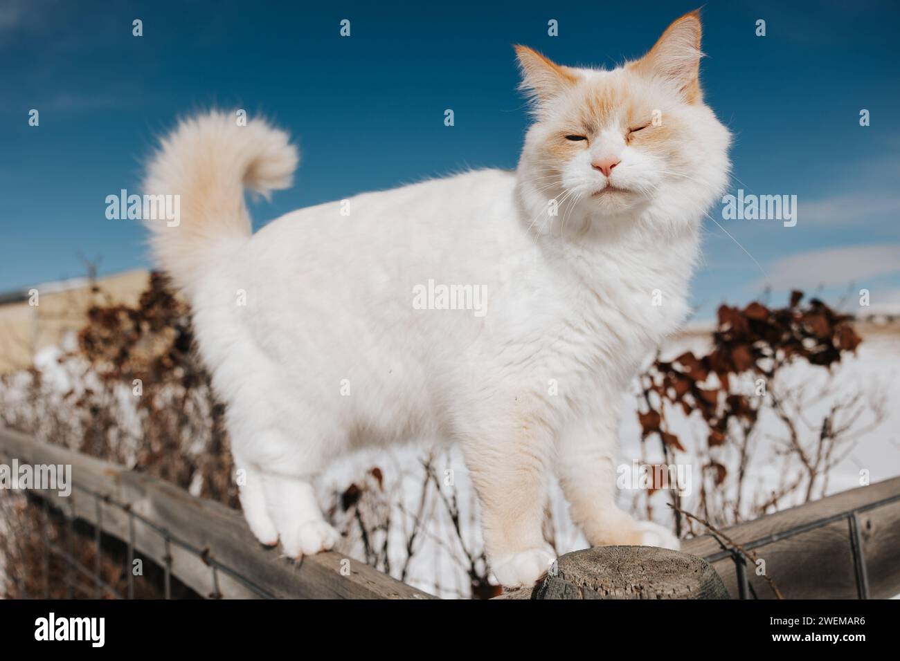 Weiße flauschige Katze klettert gerne auf einem verschneiten Zaun Stockfoto