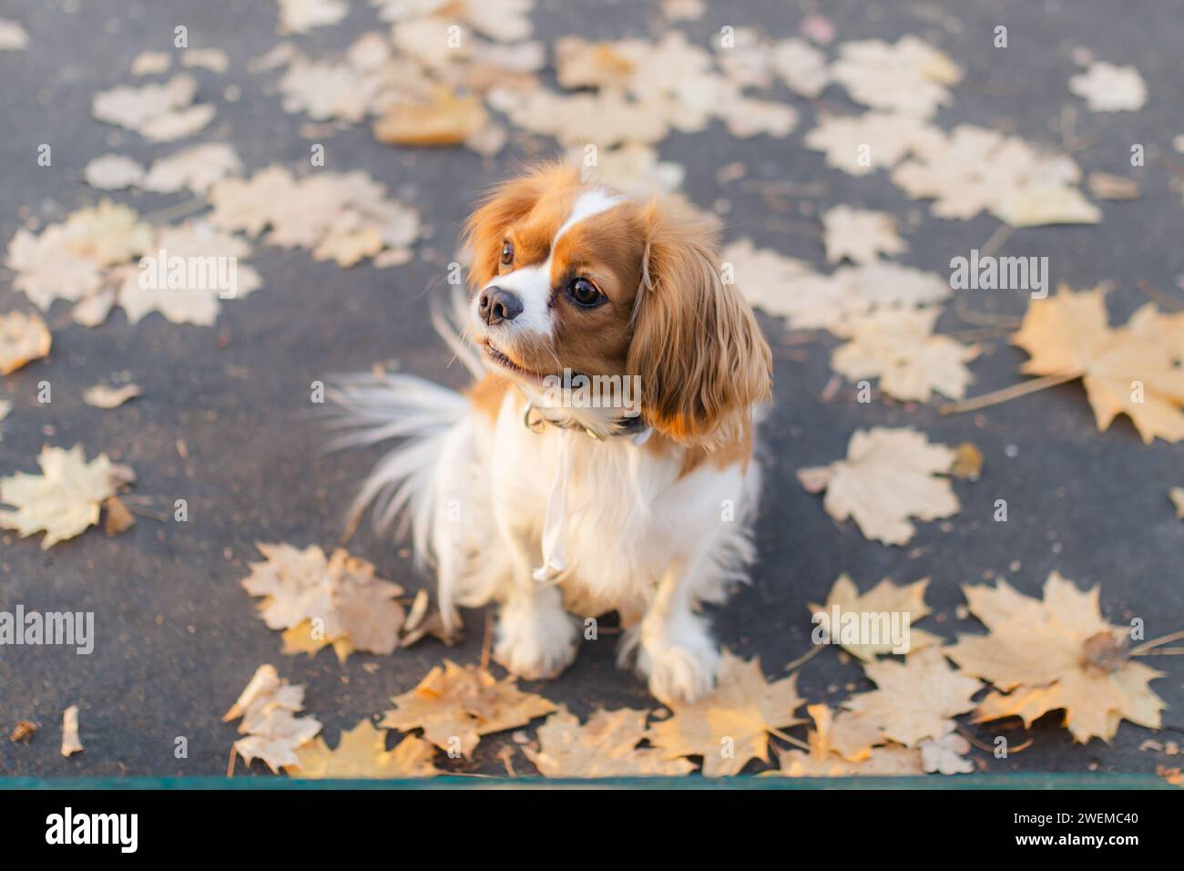cavalier-König charles Spaniel-Hund sitzt im Herbst draußen Stockfoto