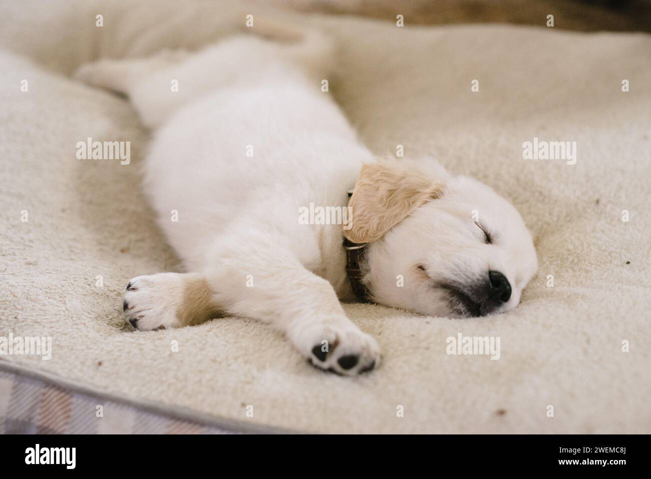 Sleeping Golden Retriever Hündchen auf neutralem Hundebett Stockfoto