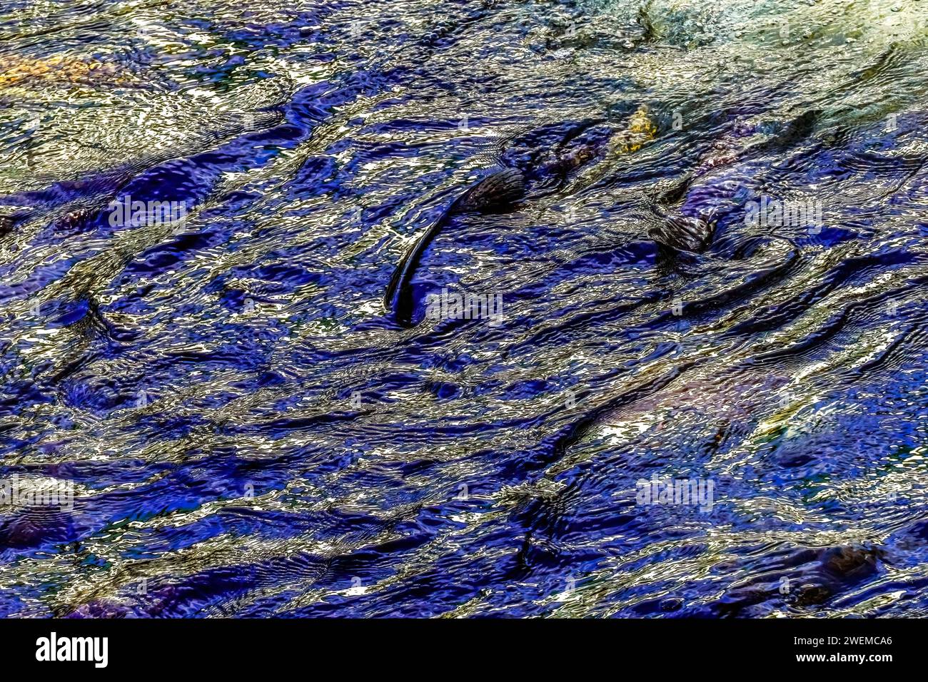 Mehrfarbiger Lachs Issaquah Creek Wahington Stockfoto