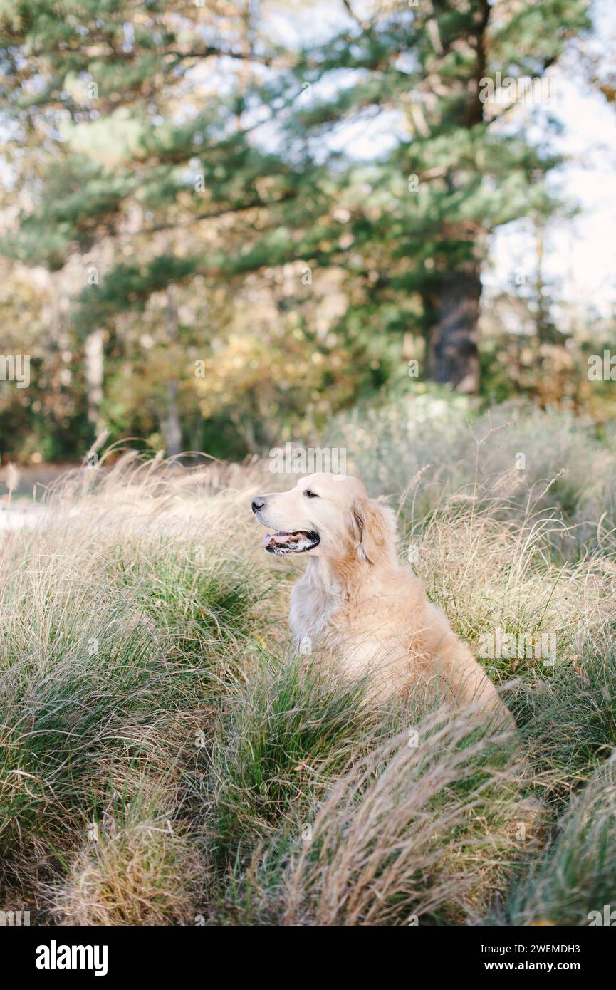 Entspanntes Golden Retriever-Gras Im Freien Stockfoto