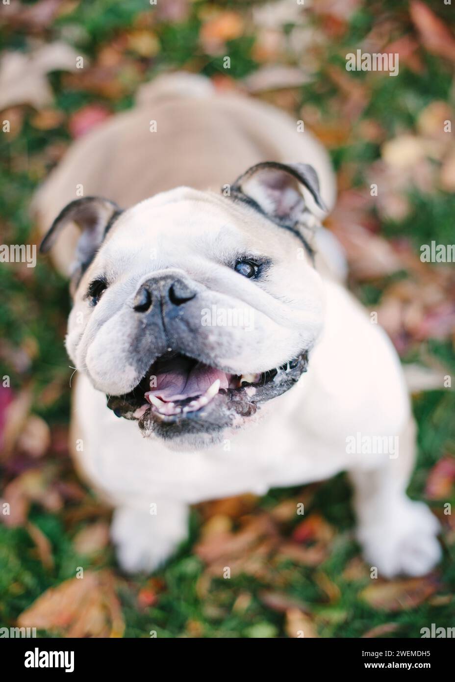Glücklicher Bulldog, der die Kamera ansieht Stockfoto