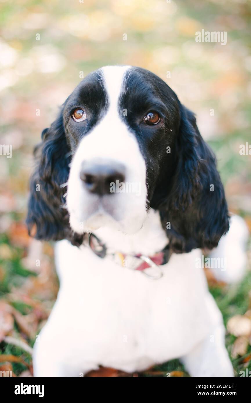 Springer Spaniel Seelenvoller Hund Porträt Stockfoto