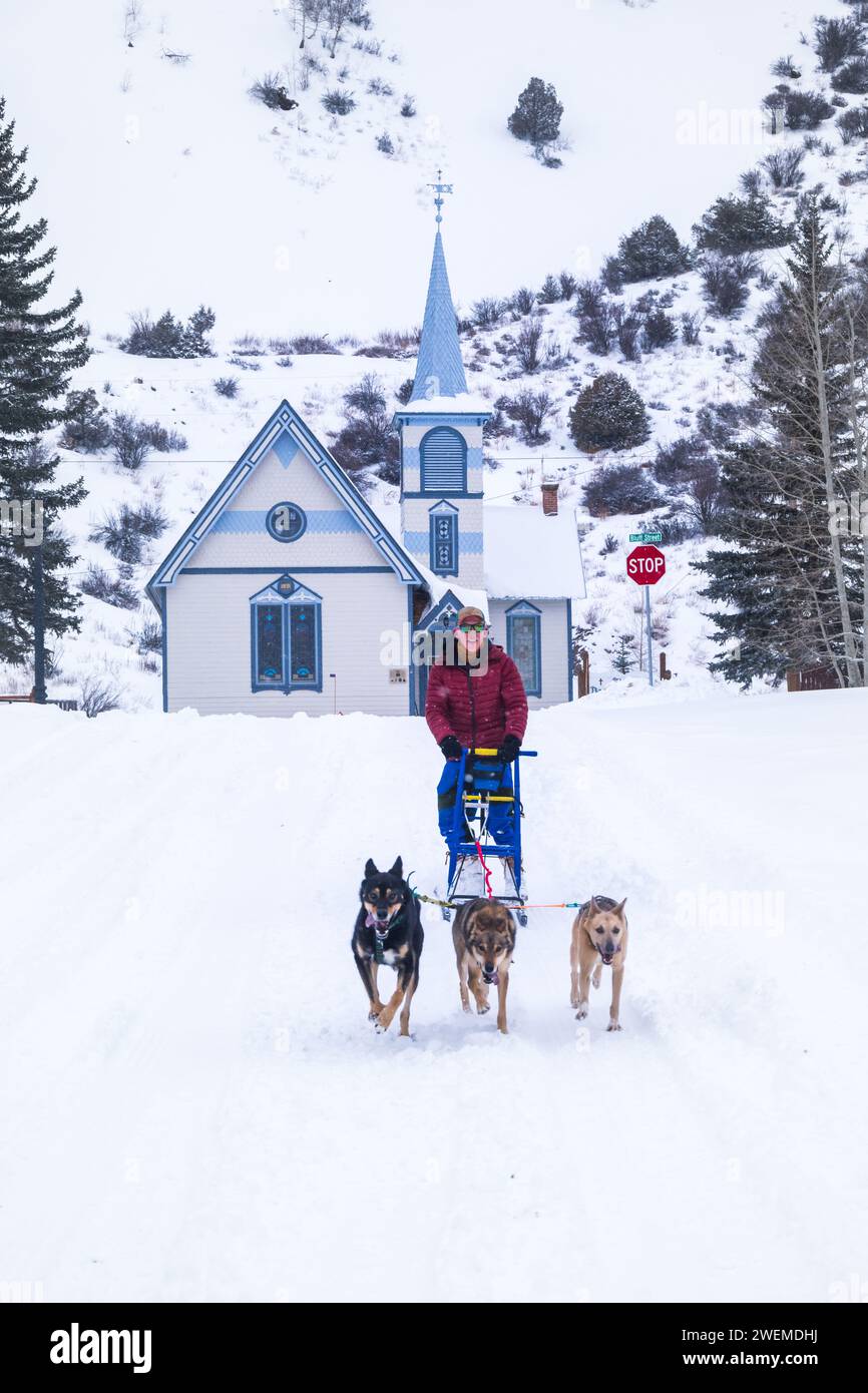 Schlitten Hund Gras gefüttert fsdc Stockfoto