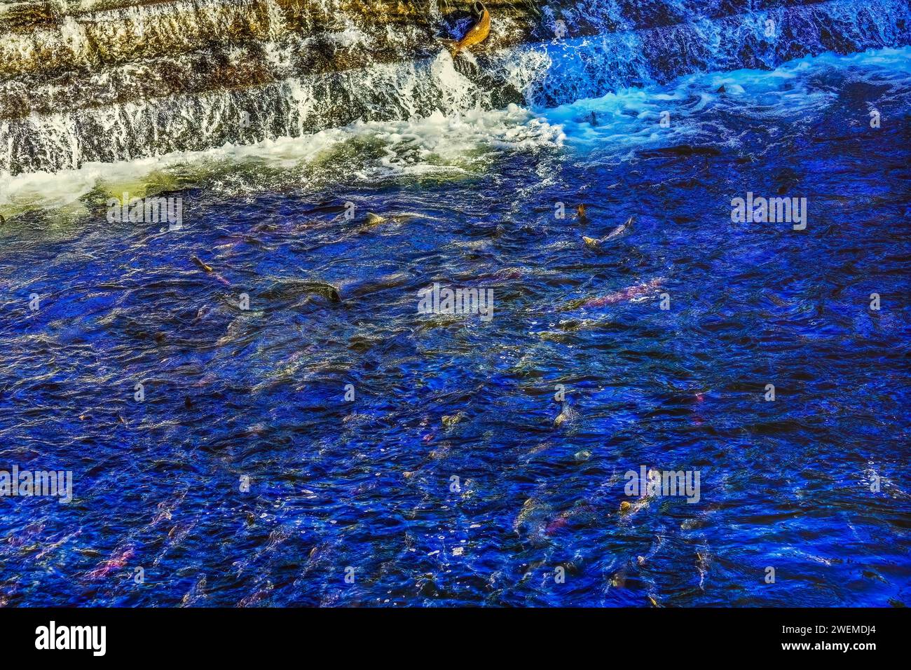 Mehrfarbiger Salmon Dam Issaquah Creek Wahington Stockfoto
