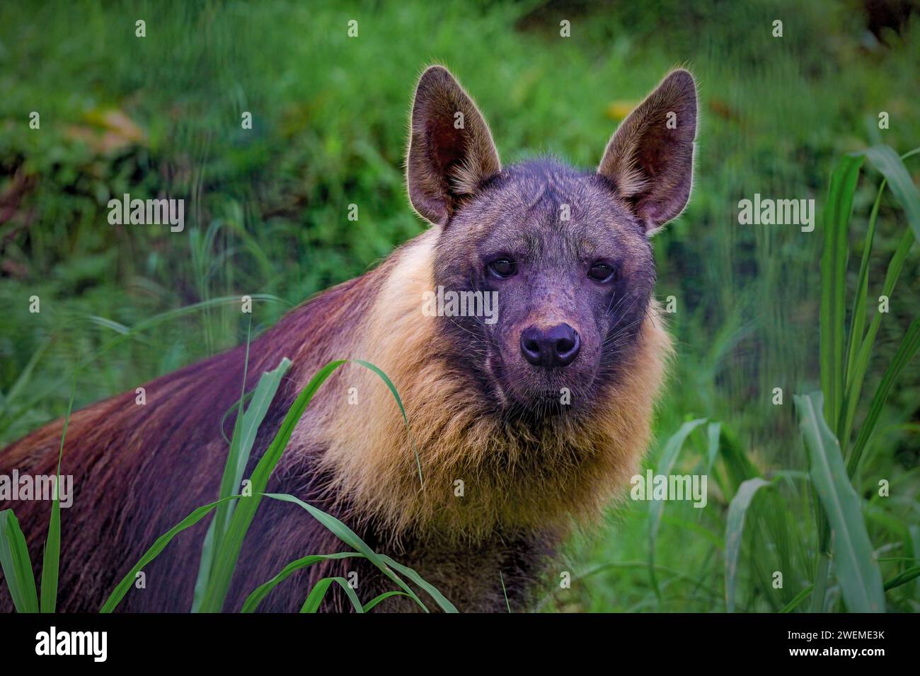 Braune Hyena in der Savana Stockfoto