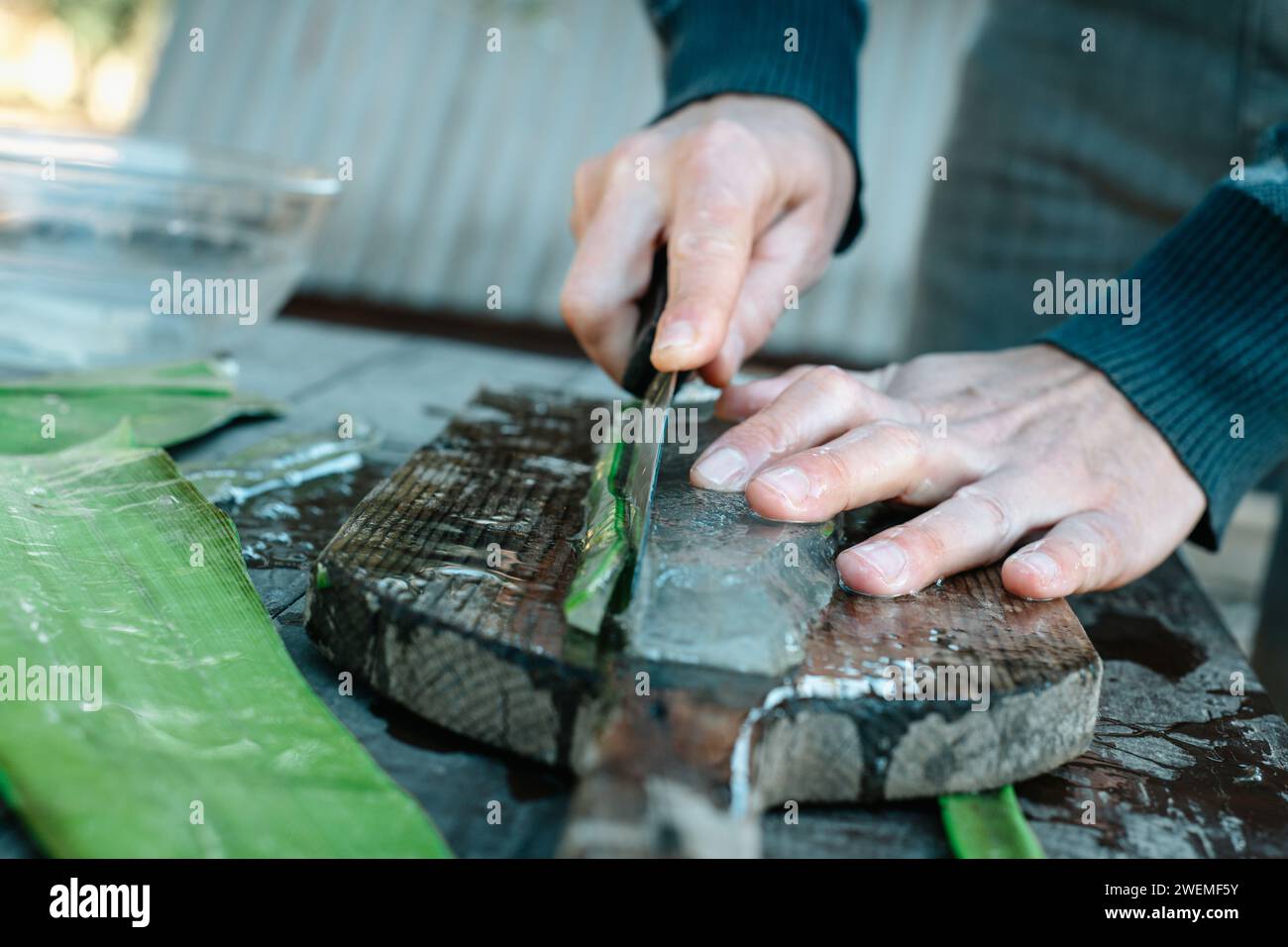Ein Mann schneidet die Kanten eines Stücks Aloe Gel auf einer Bio-Farm Stockfoto