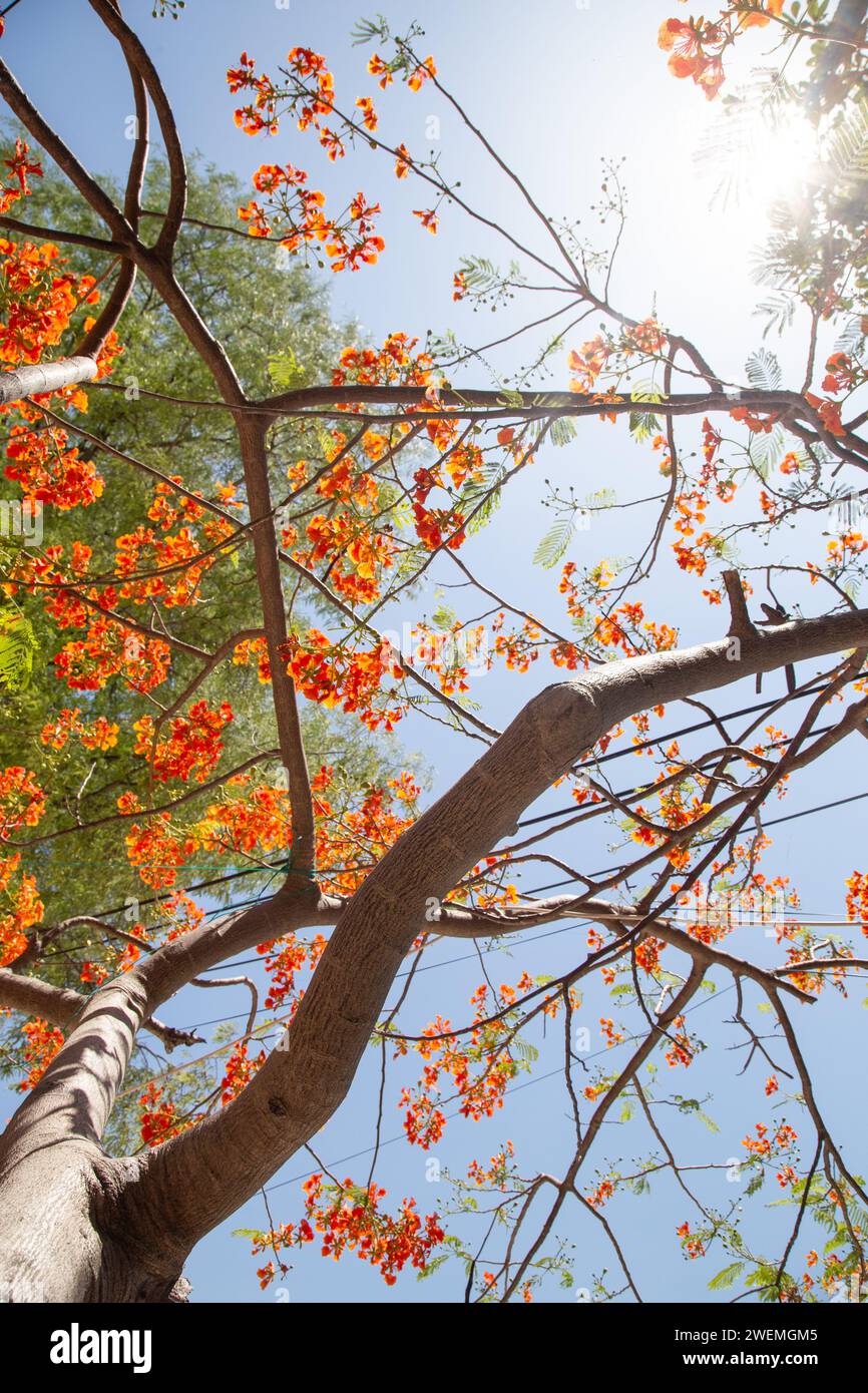 Tropischer Baum mit orangefarbenen Blumen von unten gesehen Stockfoto