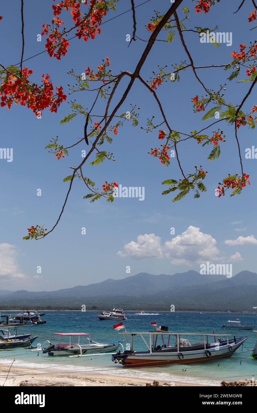 Tropischer Baum mit Orangenblüten am Sandstrand Indonesiens Stockfoto